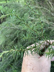 Cliffortia strobilifera