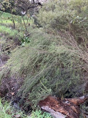 Cliffortia strobilifera