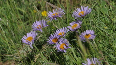 Aster alpinus