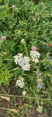 Achillea millefolium