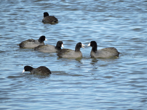 American Coot photographed in New Mexico