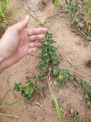 Matelea parviflora