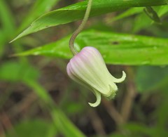 Clematis reticulata