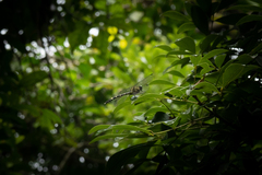 Euthygomphus koxingai