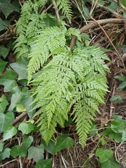 Asplenium adiantum-nigrum