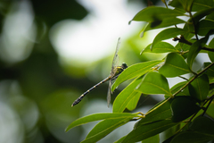 Euthygomphus koxingai