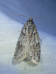 Semioscopis