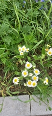 Erigeron annuus