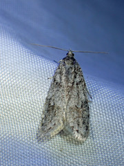 Semioscopis