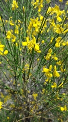 Genista aetnensis