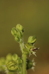 Matelea parviflora