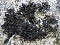 Lathagrium cristatum