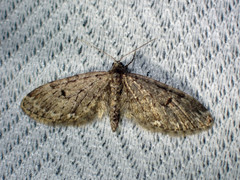 Eupithecia annulata