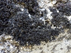 Lathagrium cristatum