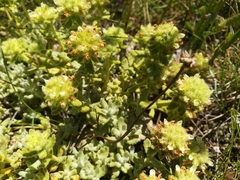 Teucrium rouyanum