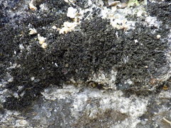 Lathagrium cristatum