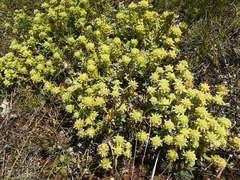 Teucrium rouyanum