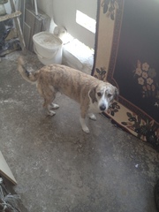 Canis familiaris