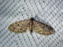 Eupithecia annulata