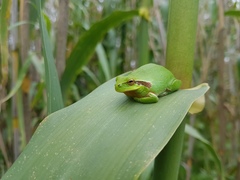Hyla meridionalis