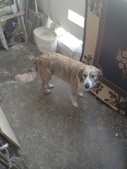 Canis familiaris