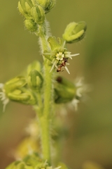 Matelea parviflora
