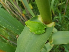 Hyla meridionalis