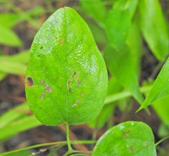 Clematis reticulata