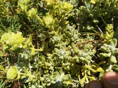 Teucrium rouyanum