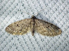 Eupithecia annulata