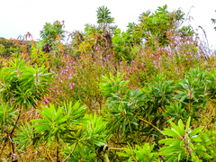 Syncolostemon rotundifolius