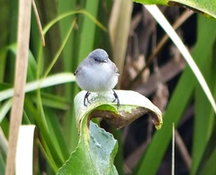 Serpophaga nigricans