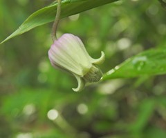 Clematis reticulata