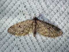 Eupithecia annulata