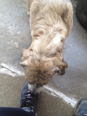 Canis familiaris