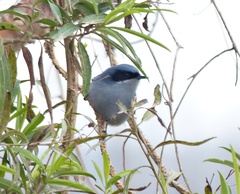 Polioptila dumicola