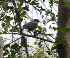 Turdus rufiventris