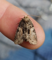 Chytonix palliatricula