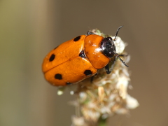 Tituboea sexmaculata