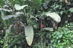 Heliconia mariae