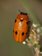 Tituboea sexmaculata