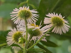 Erigeron annuus