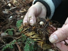 Paragymnopus sequoiae