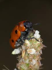 Tituboea sexmaculata