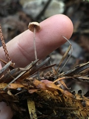 Paragymnopus sequoiae