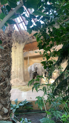 Elephantidae