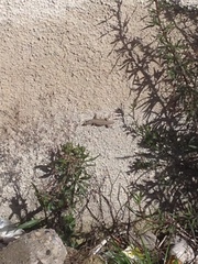 Podarcis muralis