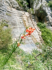 Lilium pomponium