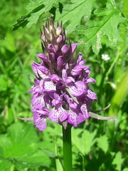 Dactylorhiza praetermissa