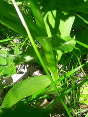 Dactylorhiza praetermissa